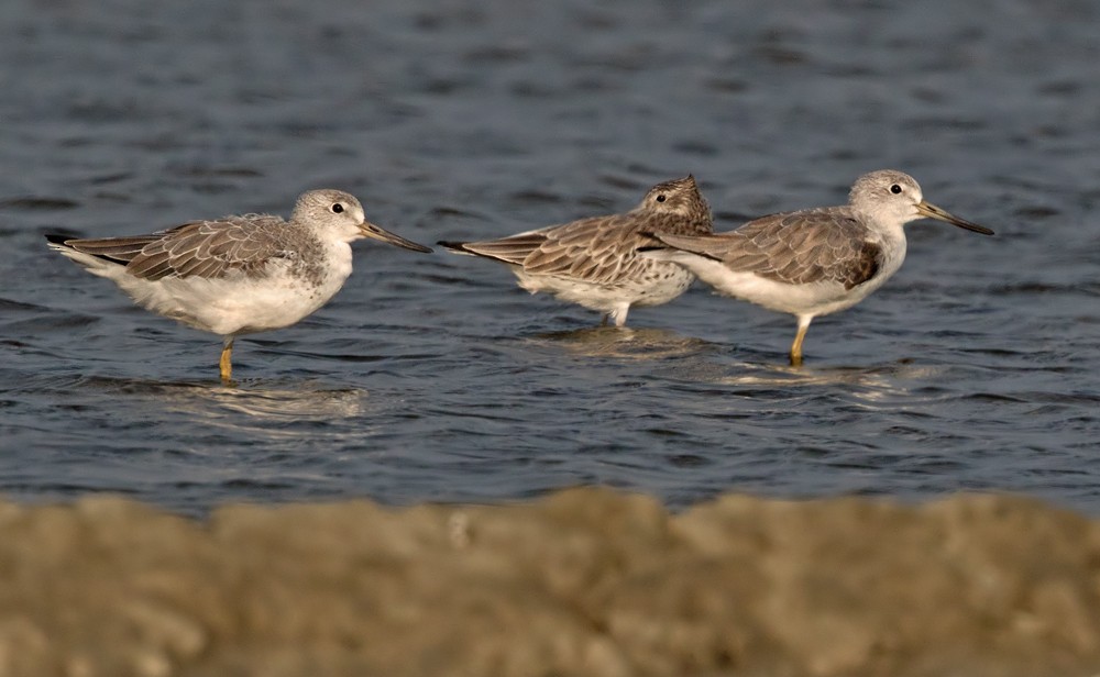 Nordmann's Greenshank - ML206012871