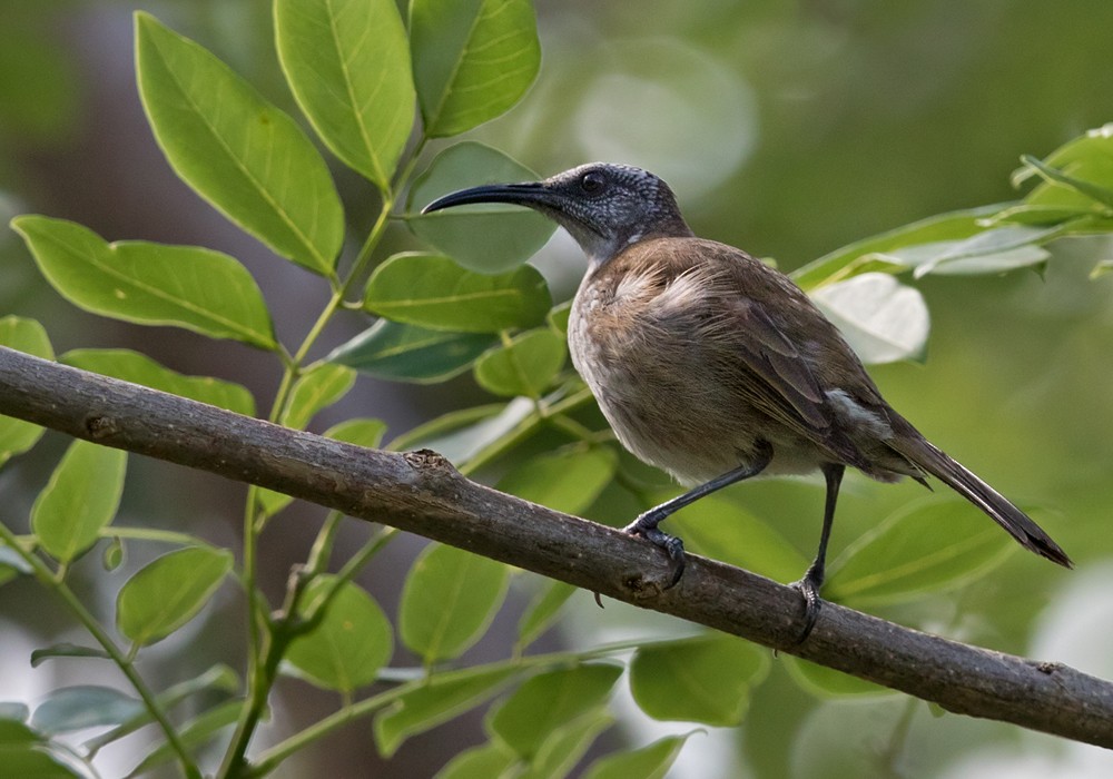 Vanuatu Honeyeater - Lars Petersson | My World of Bird Photography