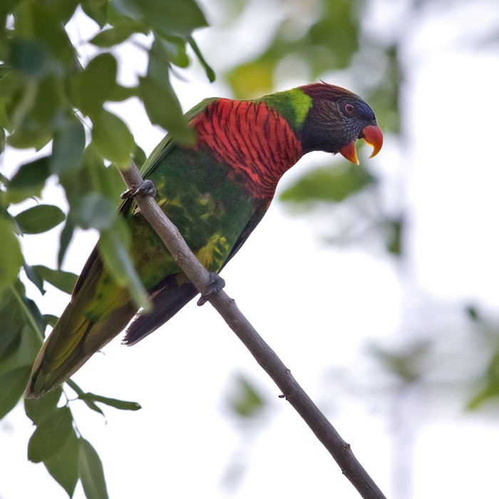 Coconut Lorikeet - Lars Petersson | My World of Bird Photography