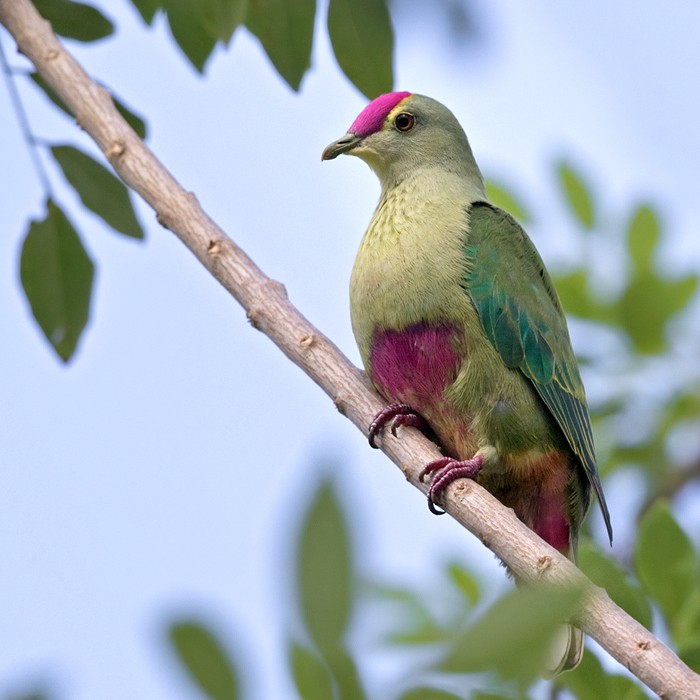 Red-bellied Fruit-Dove - Lars Petersson | My World of Bird Photography
