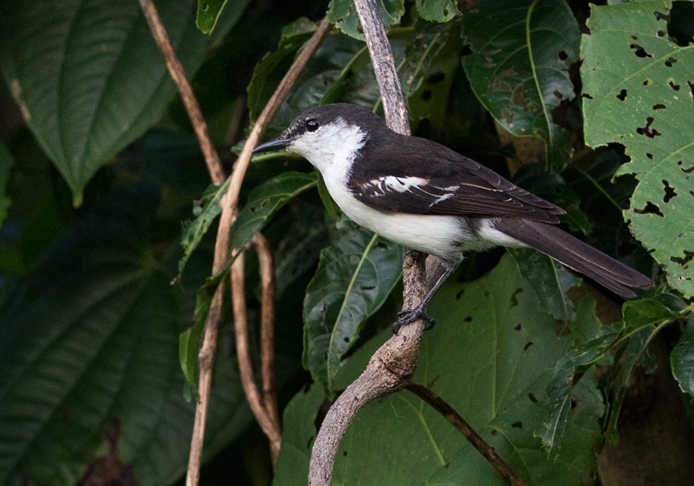 Long-tailed Triller - Lars Petersson | My World of Bird Photography
