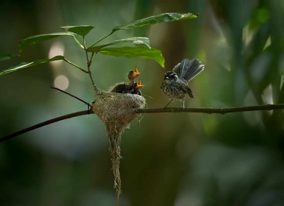 Vanuatu Streaked Fantail - Lars Petersson | My World of Bird Photography