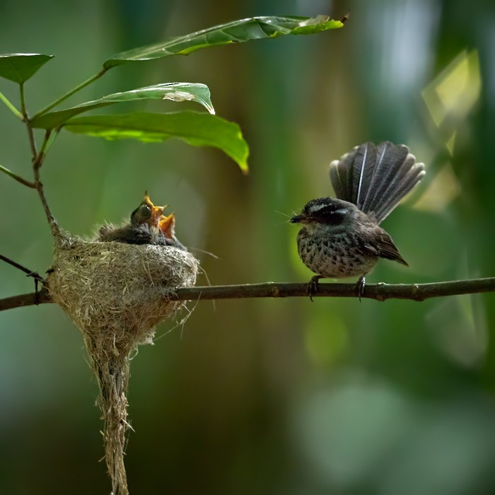 Vanuatu Streaked Fantail - ML206013111