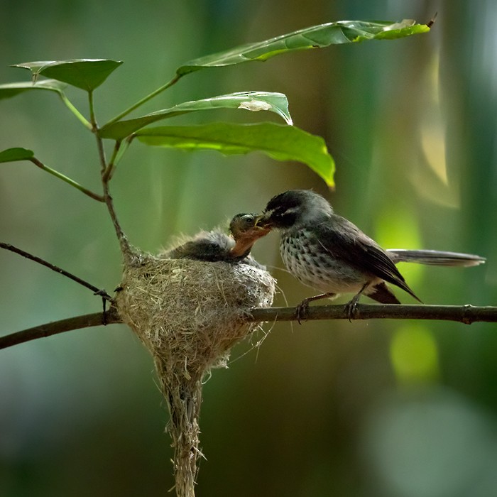 Vanuatu Streaked Fantail - ML206013121