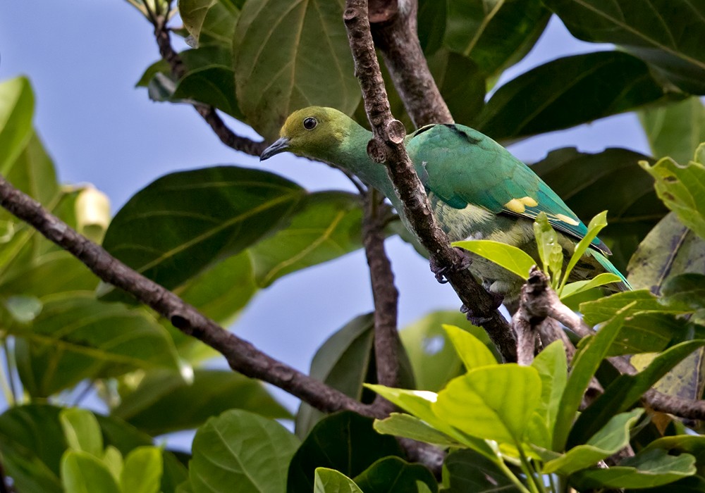 Вануатский фруктовый голубь - ML206013131