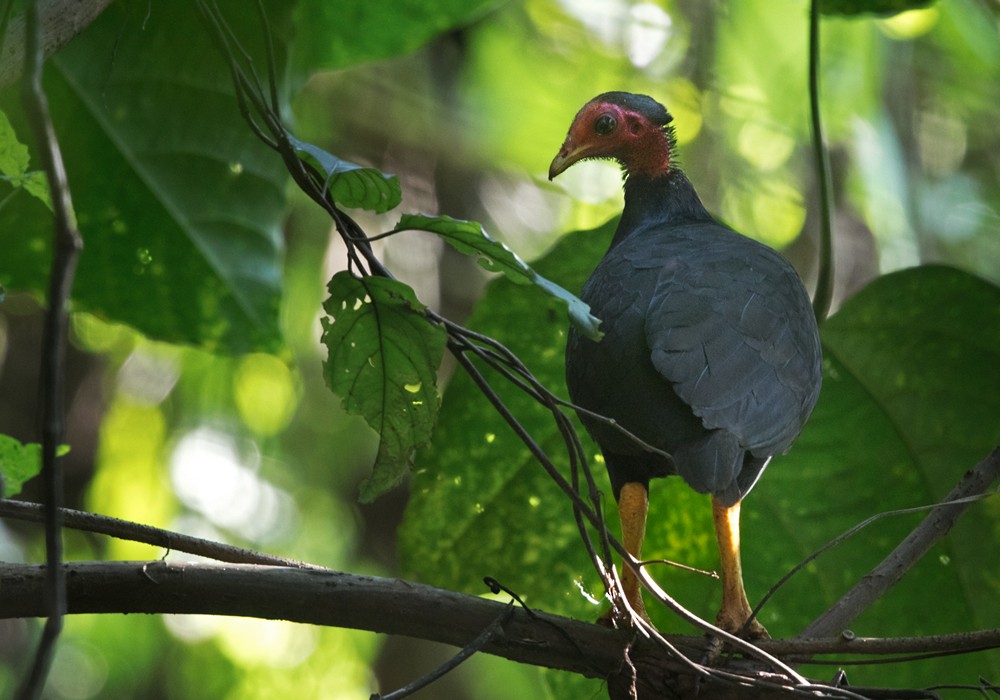 Vanuatu-Großfußhuhn - ML206013211