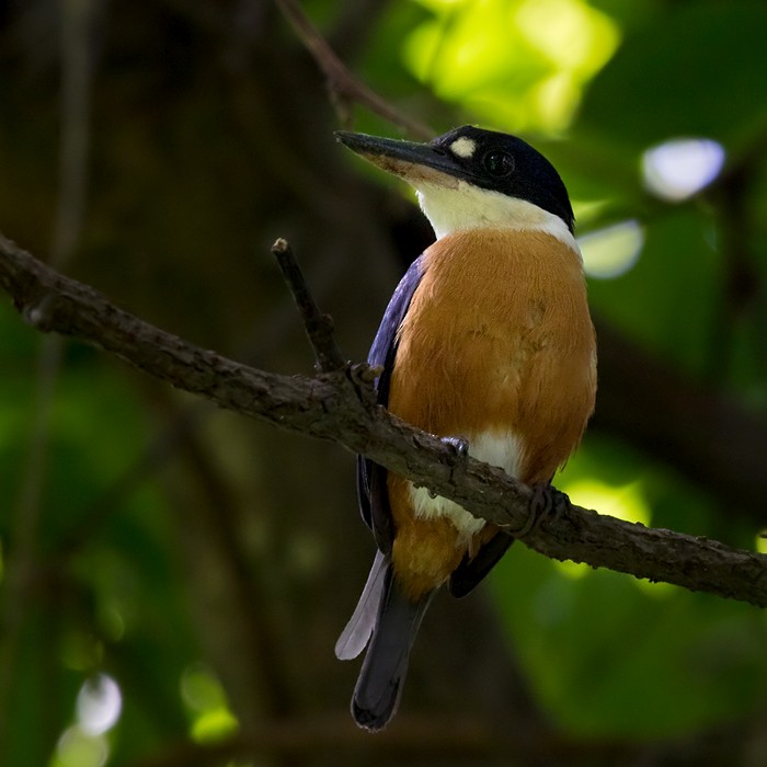 Vanuatu Kingfisher - ML206013281