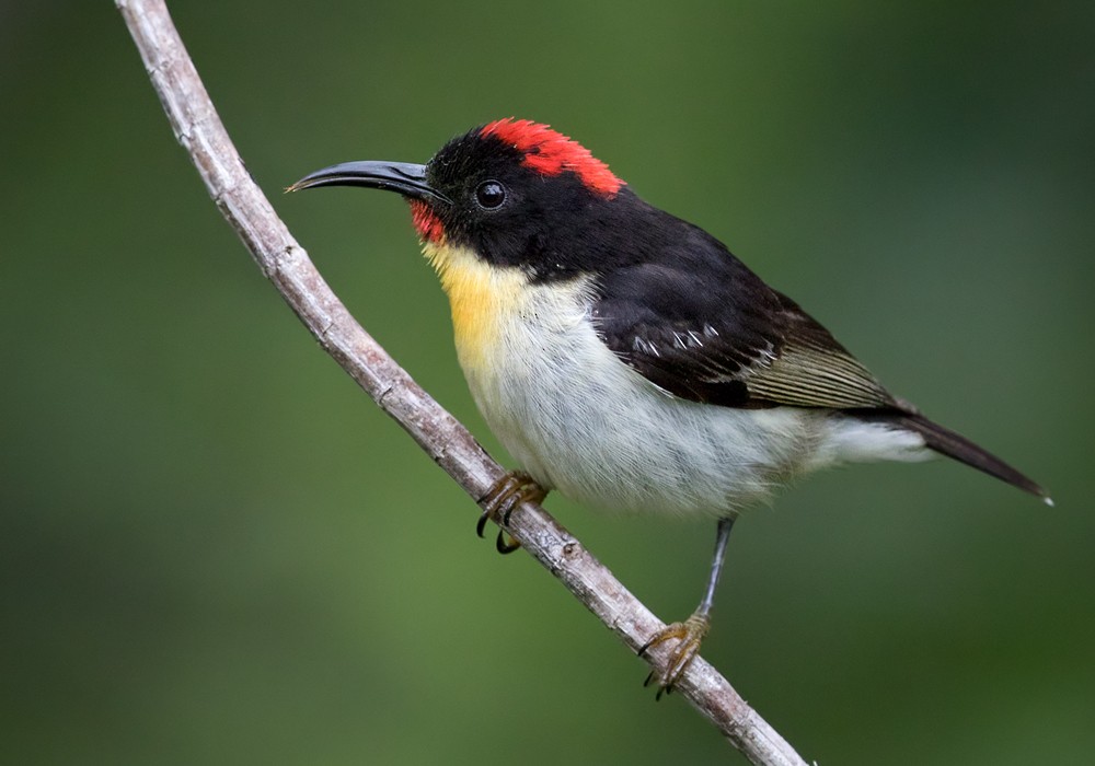 Sulphur-breasted Myzomela - Lars Petersson | My World of Bird Photography