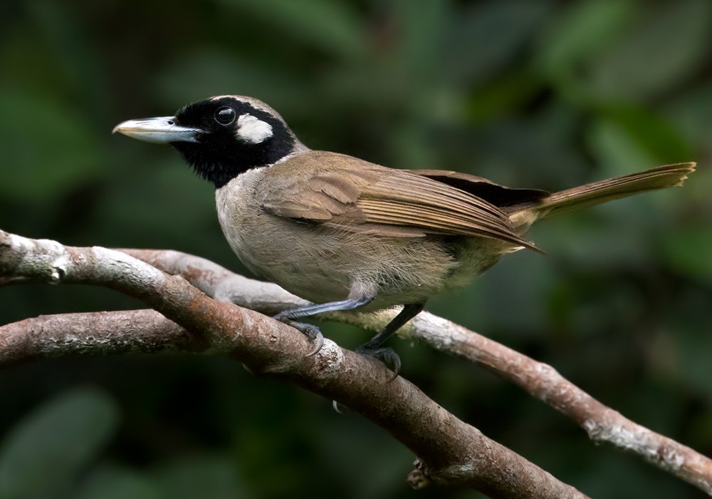 Black-throated Shrikebill - Lars Petersson | My World of Bird Photography
