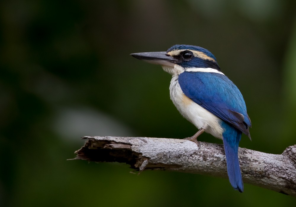 Pacific Kingfisher (Fiji) - Lars Petersson | My World of Bird Photography