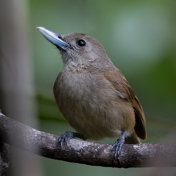 Black-throated Shrikebill - ML206013531