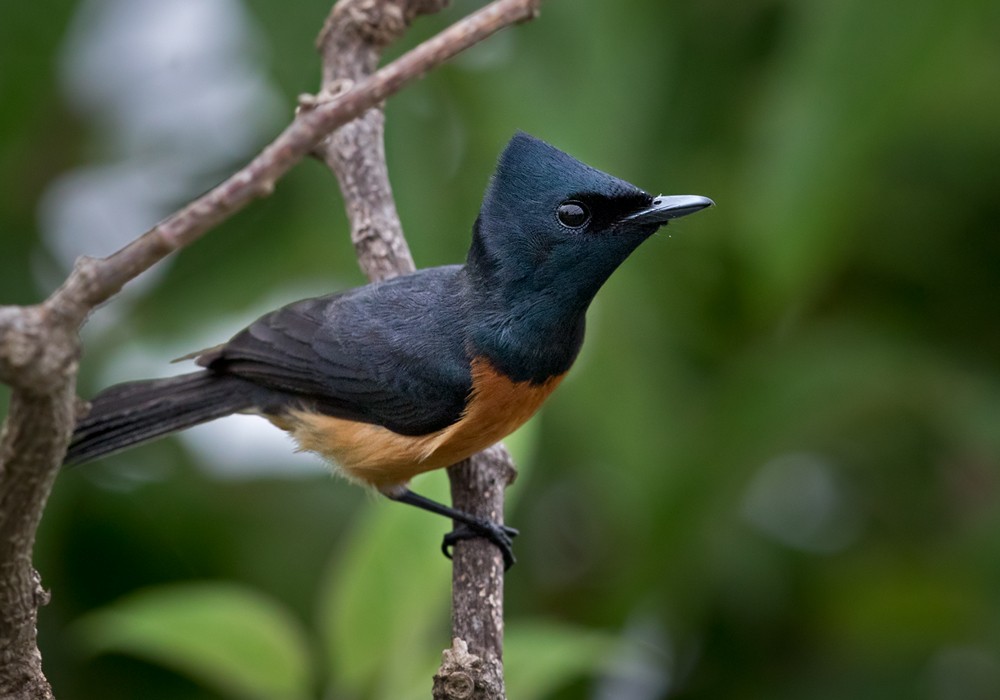 Vanikoro Flycatcher - ML206013551