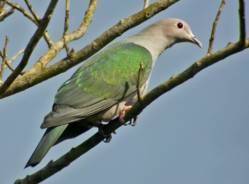 Green Imperial-Pigeon - Lars Petersson | My World of Bird Photography