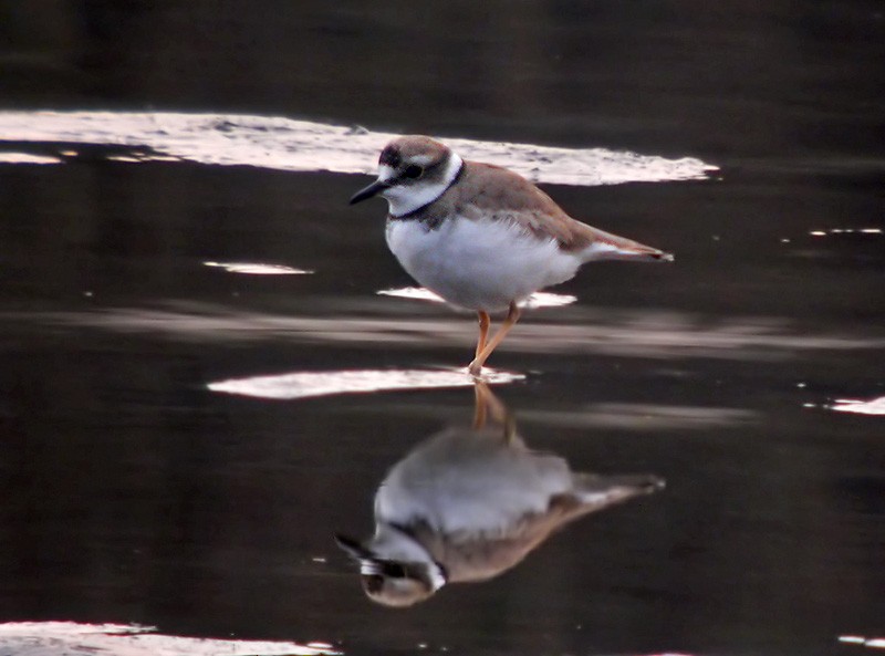 Long-billed Plover - ML206013741