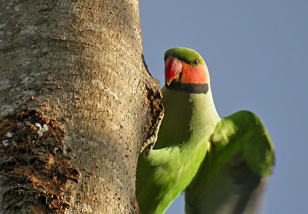 Long-tailed Parakeet - Lars Petersson | My World of Bird Photography