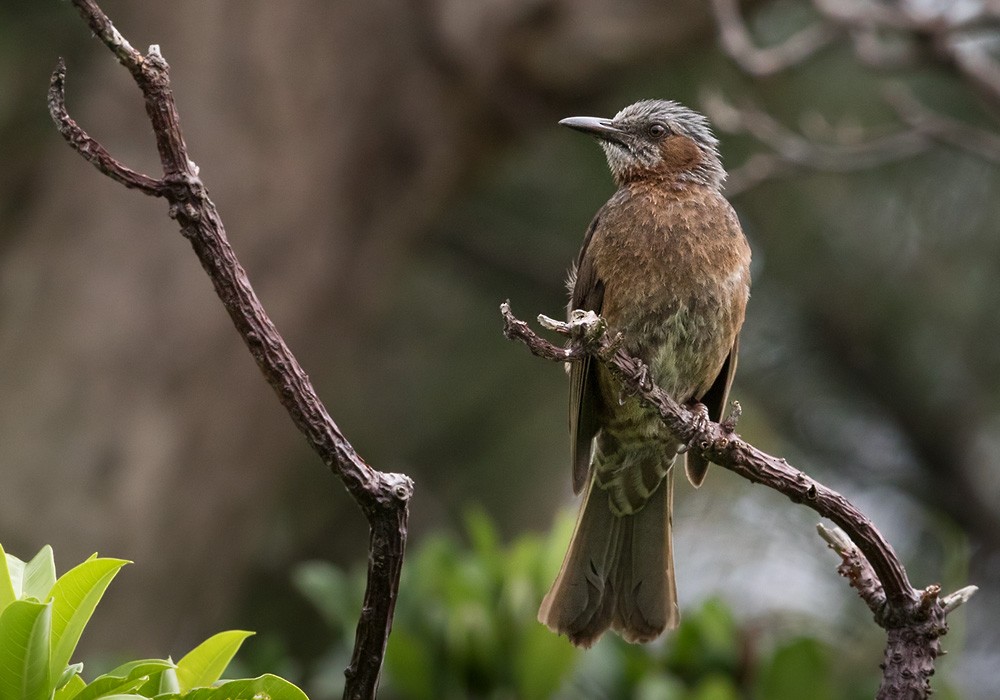 Brown-eared Bulbul - ML206013991