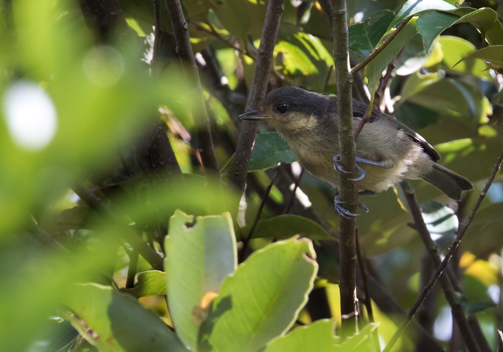 Iriomote Tit - ML206014181