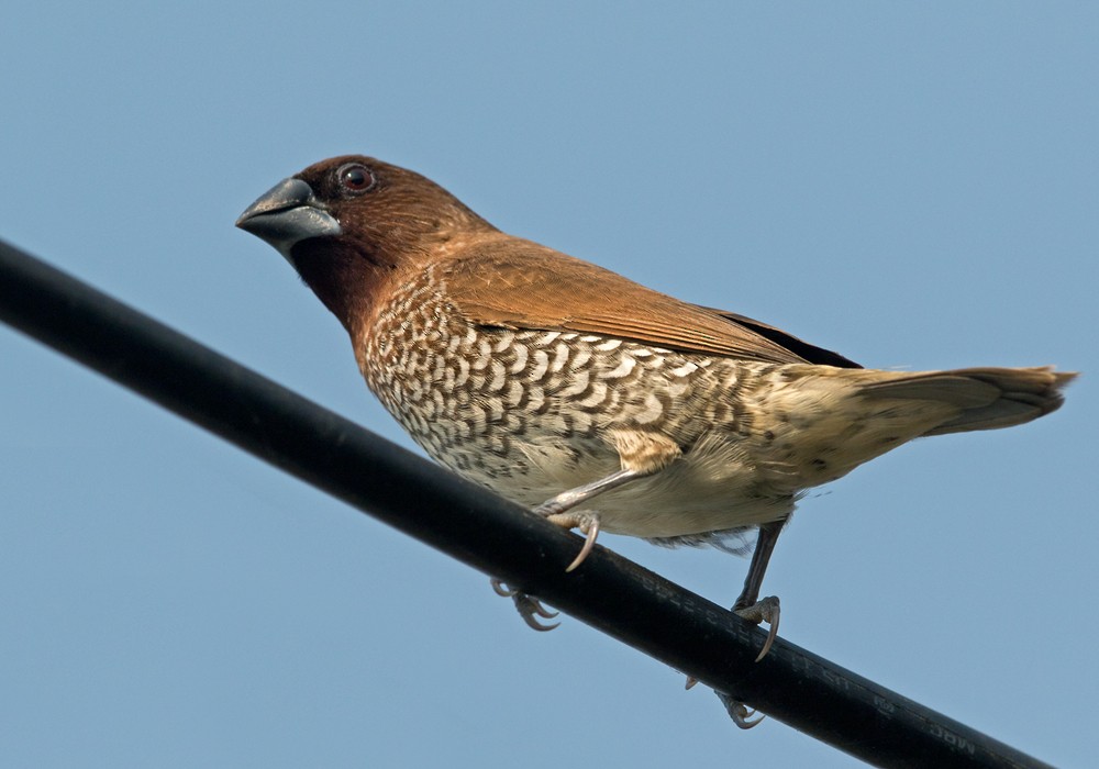 Scaly-breasted Munia (Scaled) - Lars Petersson | My World of Bird Photography