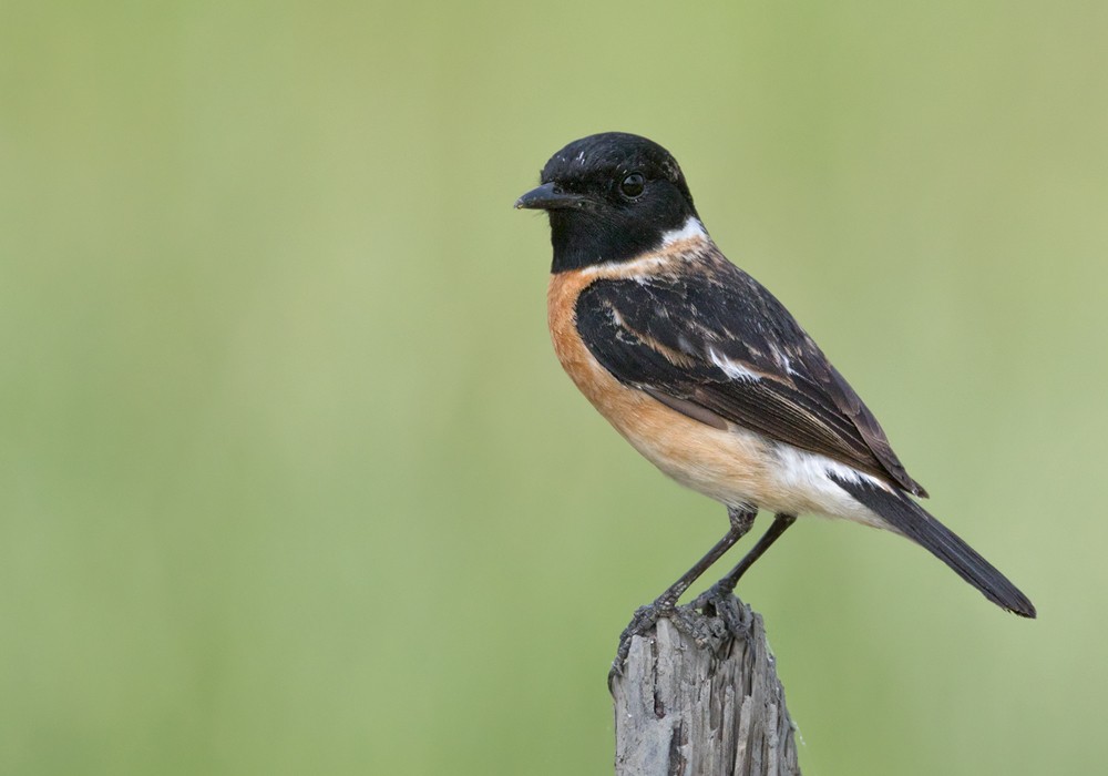 Amur Stonechat - ML206014281