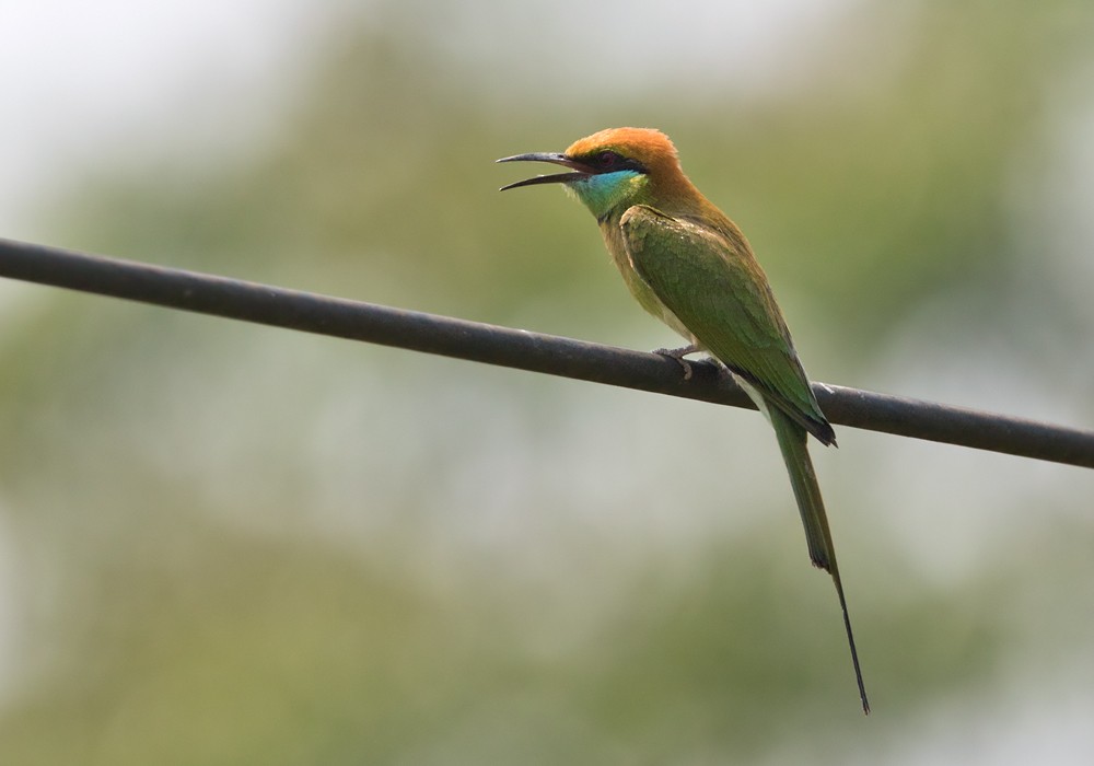 Asian Green Bee-eater - ML206014311