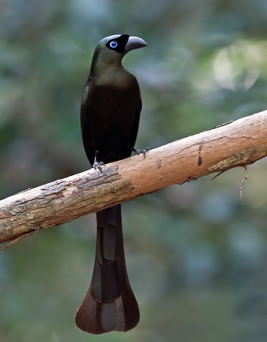 Racket-tailed Treepie - ML206014331