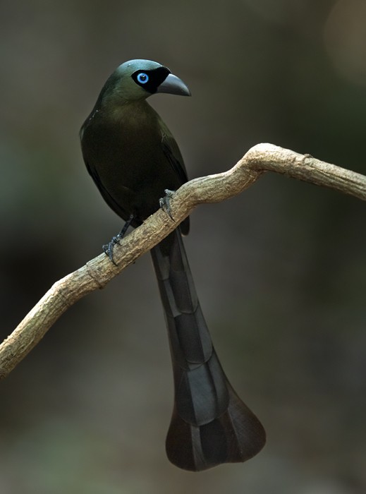 Racket-tailed Treepie - ML206014341