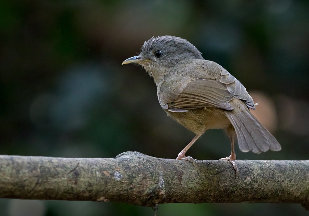 Brown-cheeked Fulvetta - Lars Petersson | My World of Bird Photography