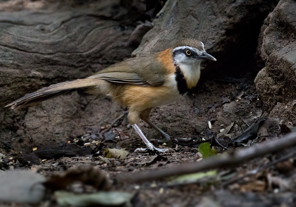 Lesser Necklaced Laughingthrush - ML206014661