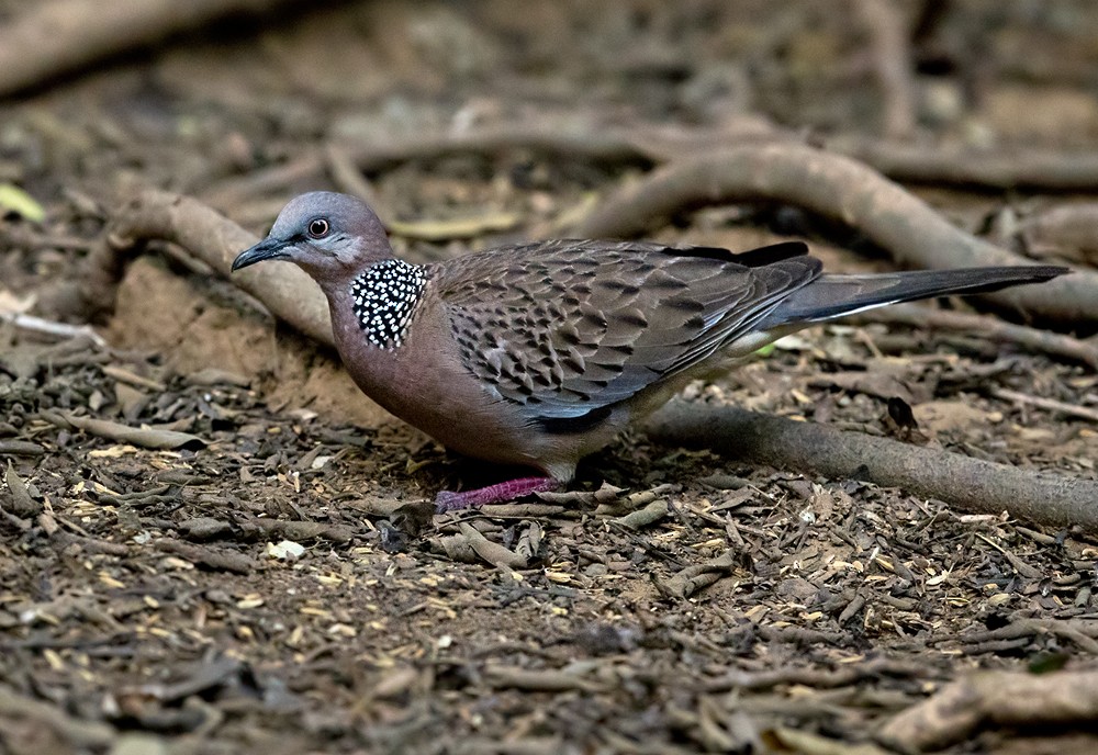 Spotted Dove (Eastern) - ML206014691