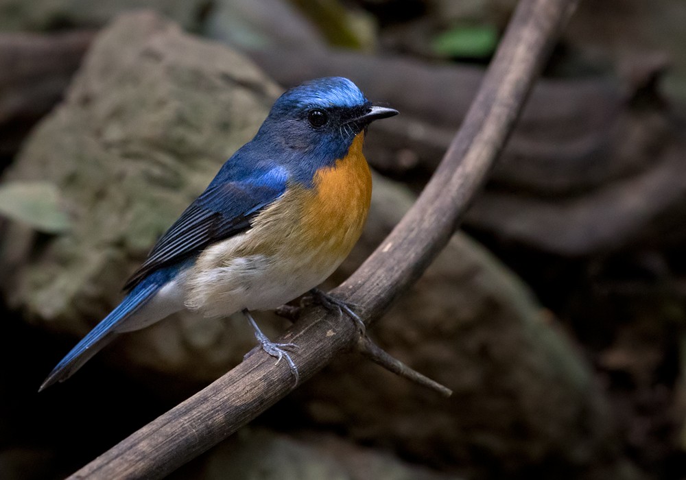 Chinese Blue Flycatcher - Lars Petersson | My World of Bird Photography