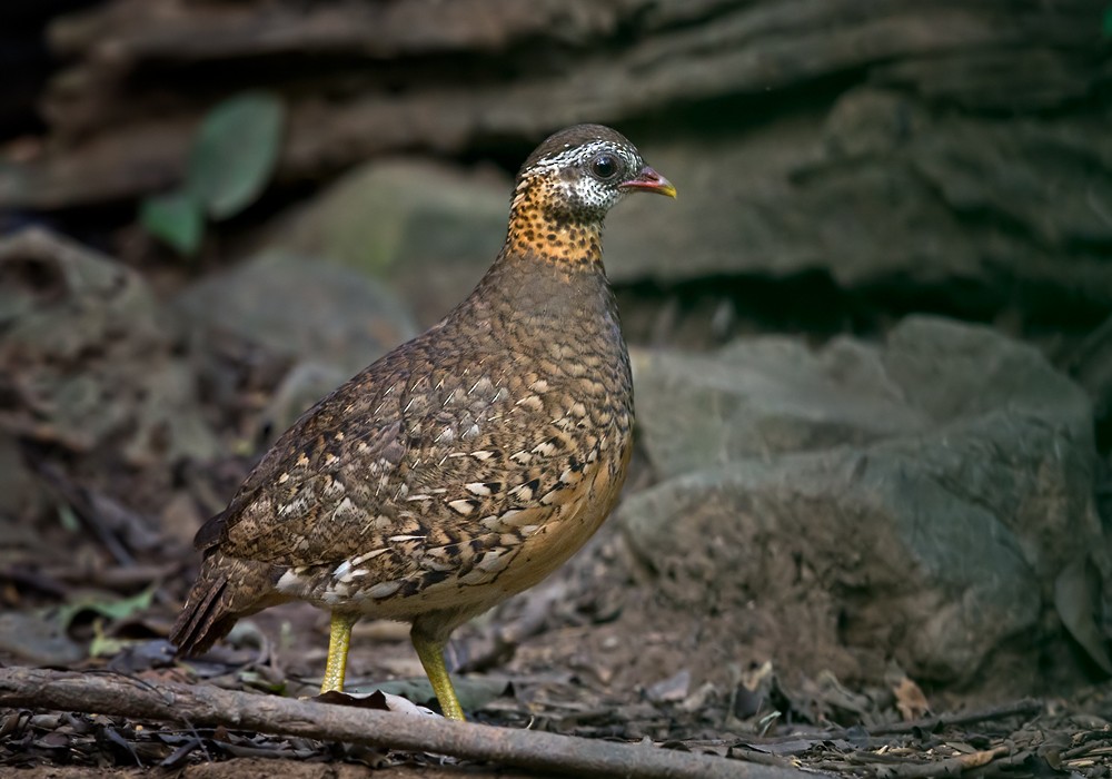 Scaly-breasted Partridge (Green-legged) - Lars Petersson | My World of Bird Photography