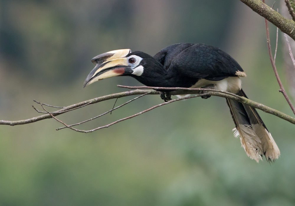 Oriental Pied-Hornbill - ML206014761