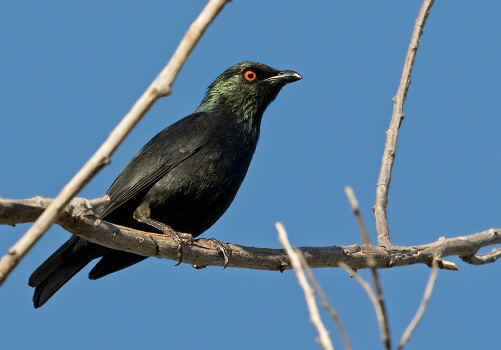 Striated Starling - Lars Petersson | My World of Bird Photography