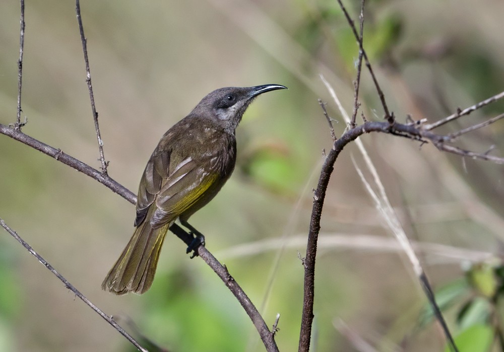 Dark-brown Honeyeater - Lars Petersson | My World of Bird Photography