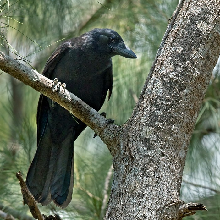 New Caledonian Crow - ML206014941