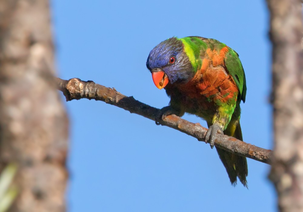 Coconut Lorikeet - Lars Petersson | My World of Bird Photography