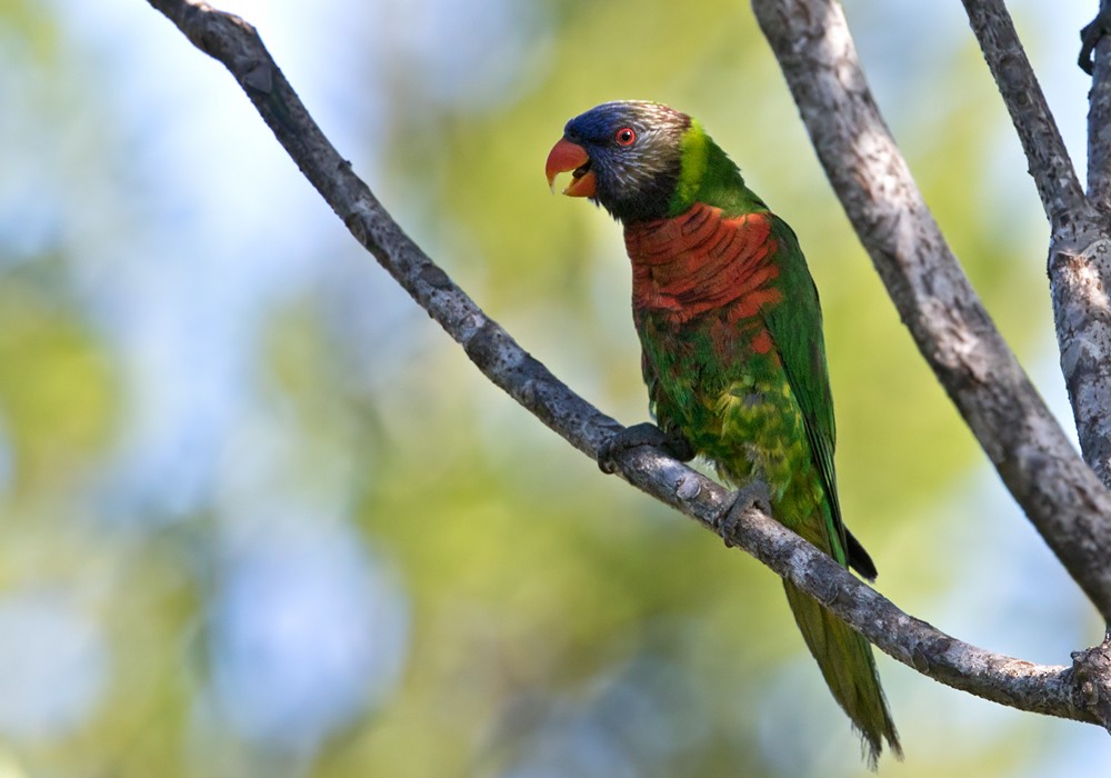新幾內亞彩虹吸蜜鸚鵡 - ML206015021