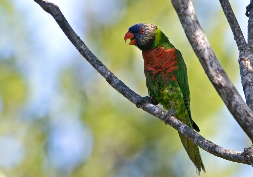 Coconut Lorikeet - Lars Petersson | My World of Bird Photography