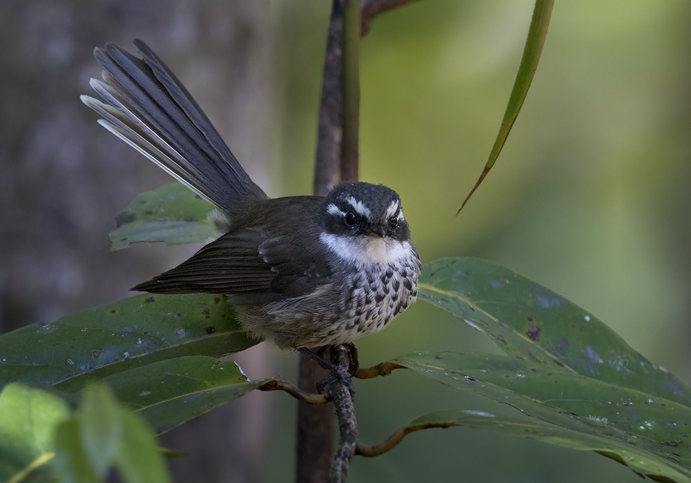 New Caledonian Streaked Fantail - ML206015051