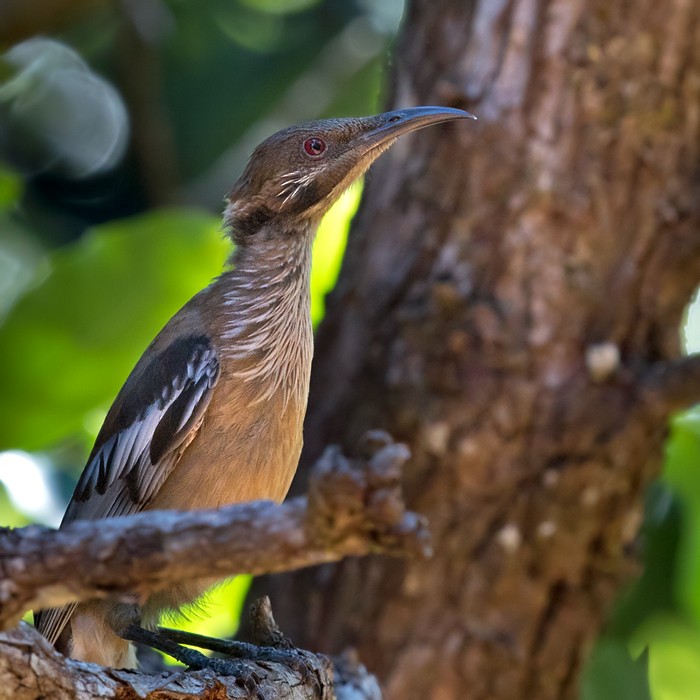 New Caledonian Friarbird - ML206015121