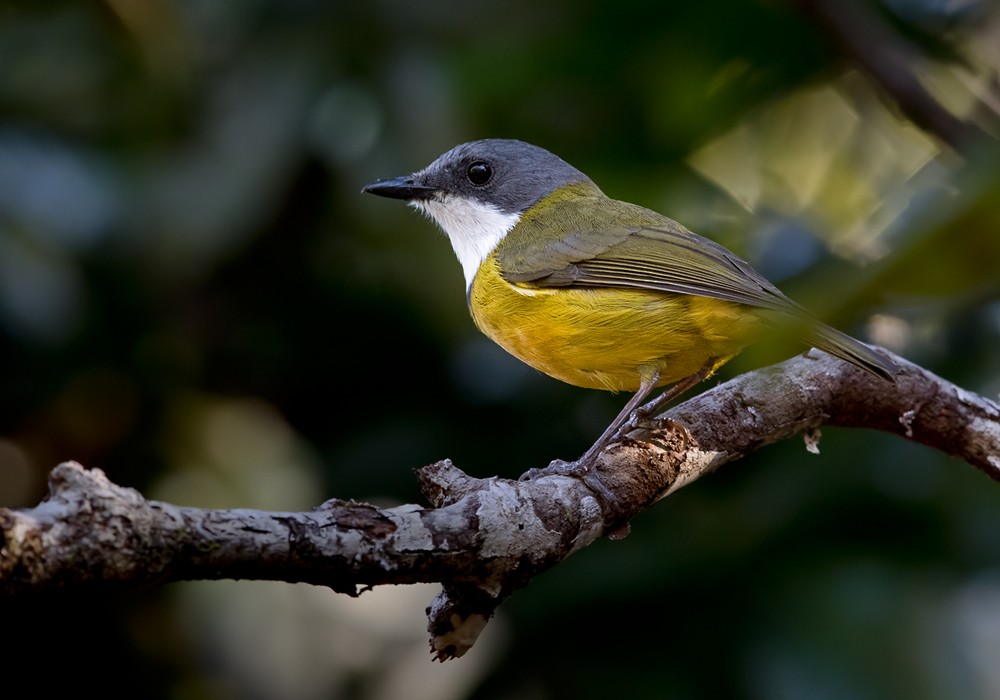 New Caledonian Whistler - Lars Petersson | My World of Bird Photography