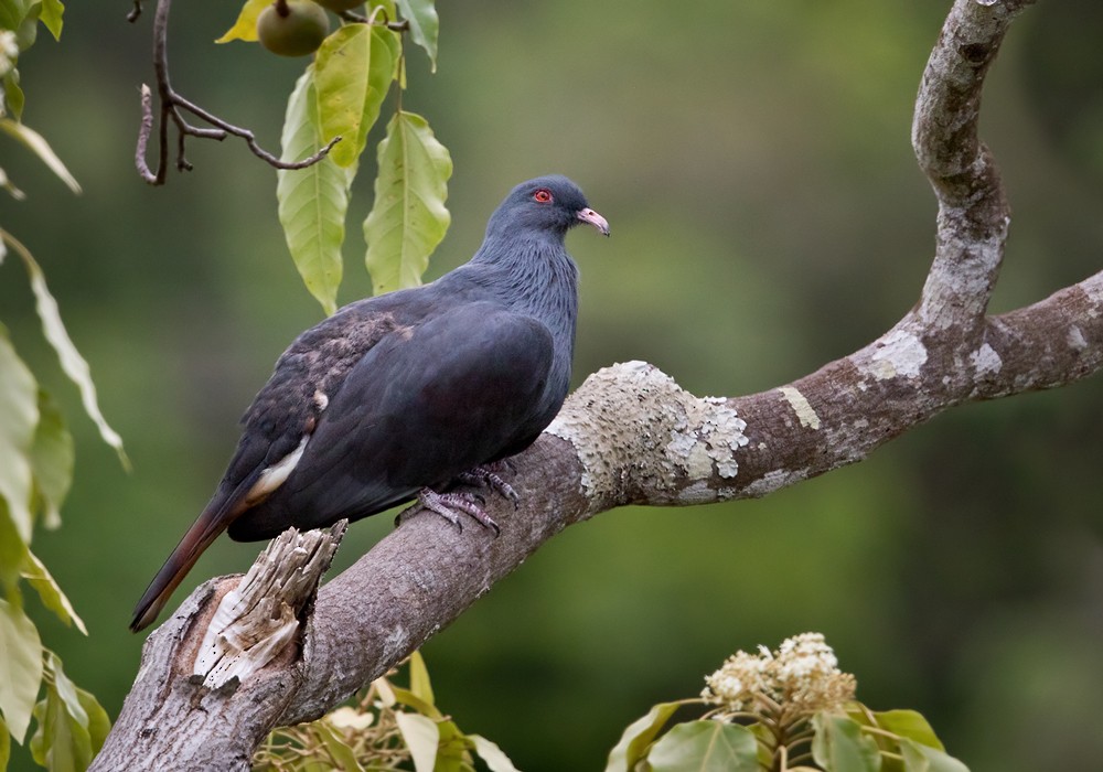 New Caledonian Imperial-Pigeon - Lars Petersson | My World of Bird Photography