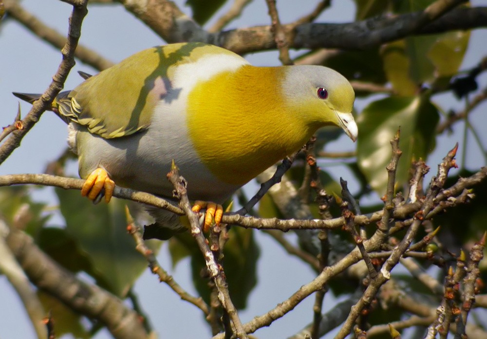 Yellow-footed Green-Pigeon - ML206015531
