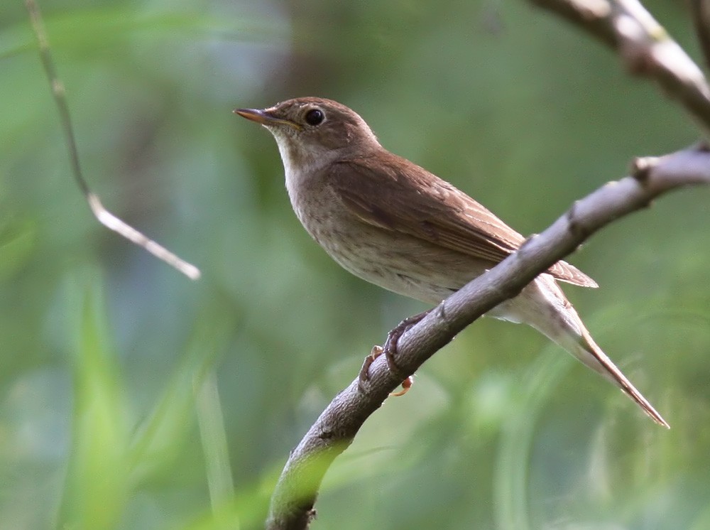 Thrush Nightingale - ML206015581