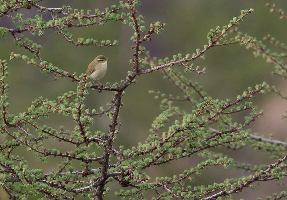 Japanese Leaf Warbler - ML206015801