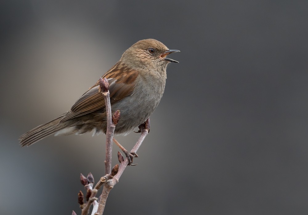 Japanese Accentor - ML206015861