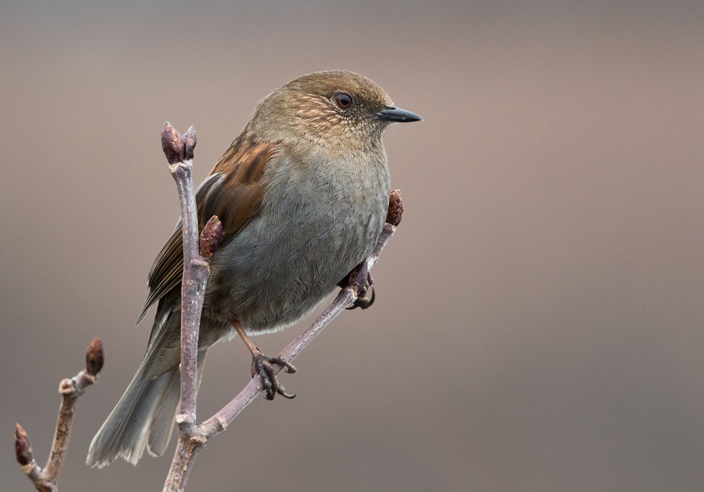 Japanese Accentor - Lars Petersson | My World of Bird Photography