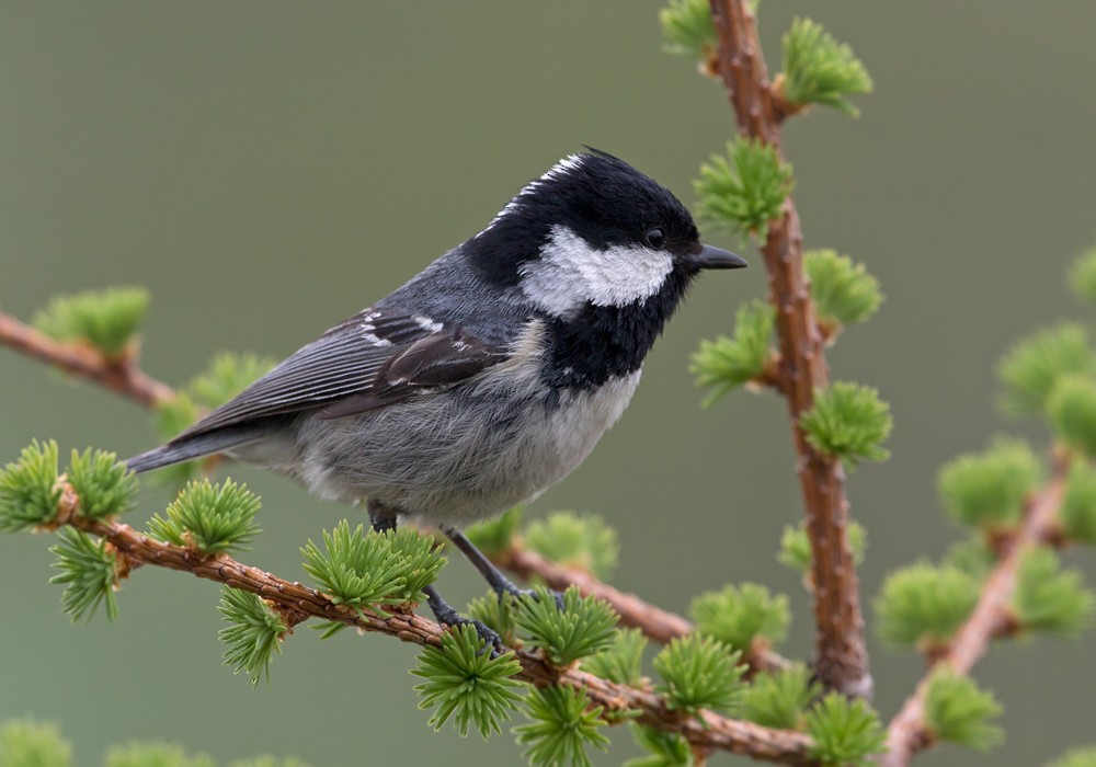 Coal Tit (Continental) - ML206015891