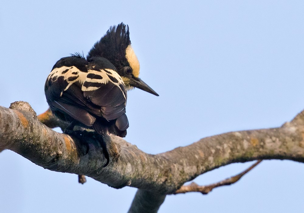 Heart-spotted Woodpecker - ML206015971