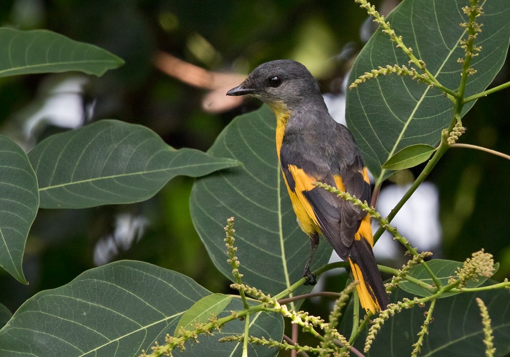 Gray-chinned Minivet (Gray-chinned) - ML206016181